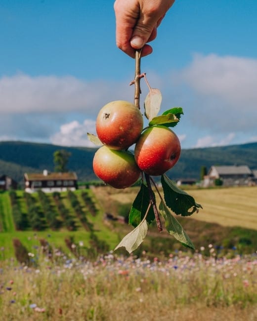 3_Gvarv - Norway's Capital of Apples_ Photo Visit Telemark